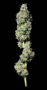 Bruce Banner – Fleur CBX Premium Indoor